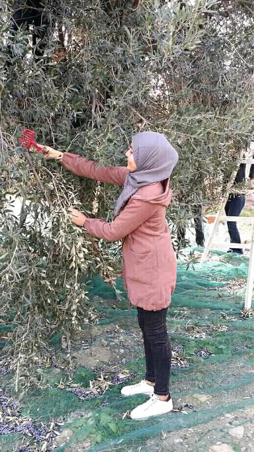 Eine Frau steht auf einem Ernte-Netz, welches sich unter einem großen Olivenbaum befindet. Sie erntet die Oliven mit einem handgroßen roten Rechen vom Baum.  