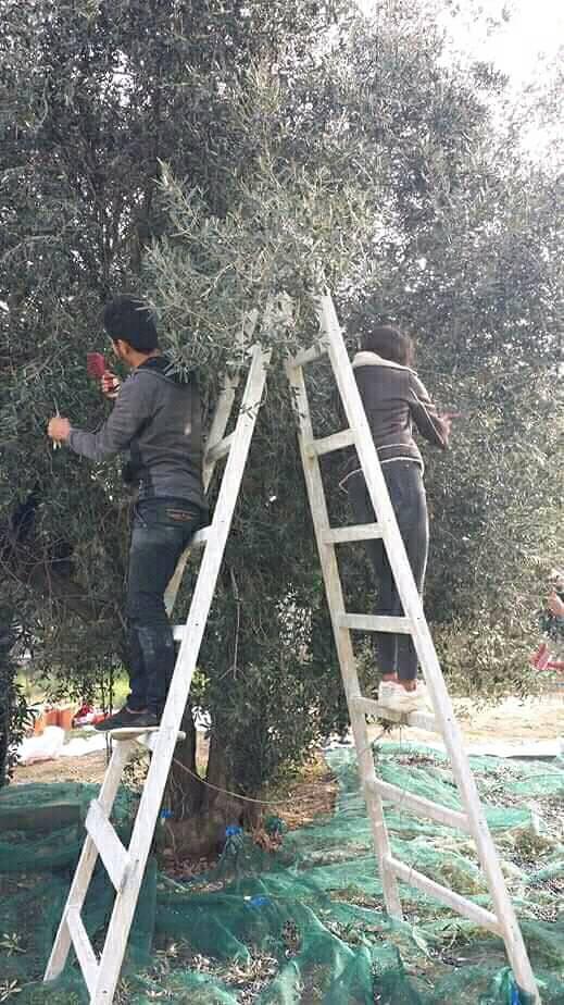 Eine Frau und ein Mann stehen auf den Stufen einer Doppelleiter, jeweils auf einer Seite und ernten Oliven. Unter Ihnen befindet sich ein Ernte-Netz voll von bereits geernteten Oliven.  