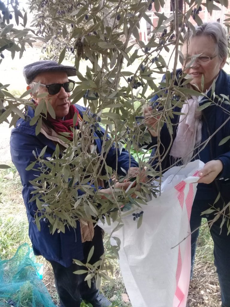 Vereinsgründer Dr. Mustapha Ouertani und Vorstandsvorsitzende Frau Smyrek-Ouertani pflücken reife Oliven und sammeln sie in einem weißen Plastikbeutel.  